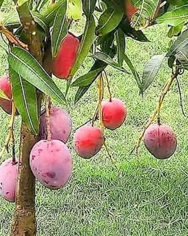 Japan Miyazaki Mango-1-2-3-4-5