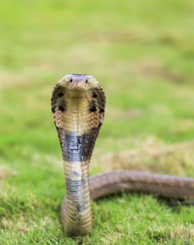 SNAKE.jpg_2ae52c -1-2-3
