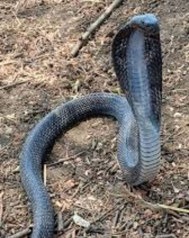 SNAKE.jpg_2ae52c -1-2-3-4