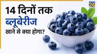 Blueberries Benefits in hindi