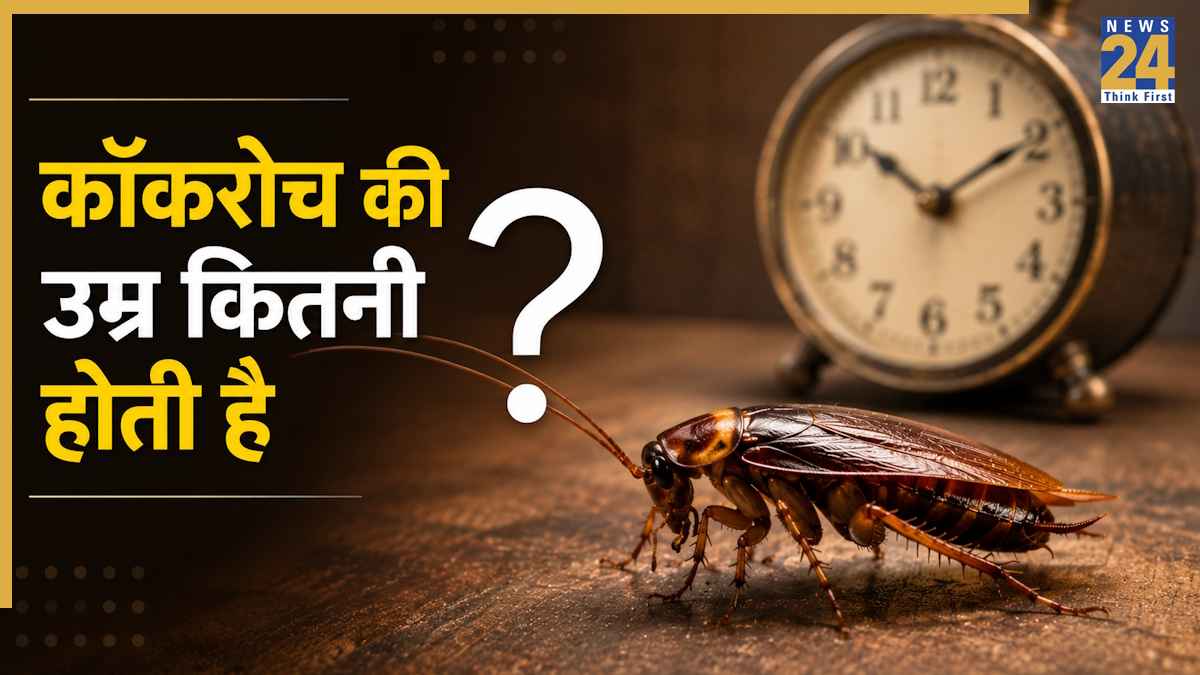 कितने साल जीता है कॉकरोच? उम्र कर देगी हैरान, परमाणु हमला भी नहीं कर सकता बाल बांका