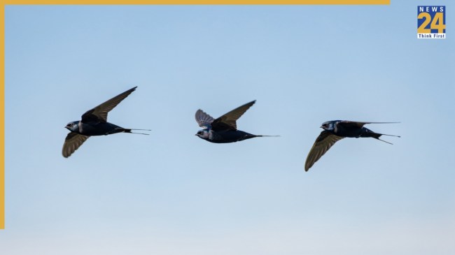 common swift speed range -1