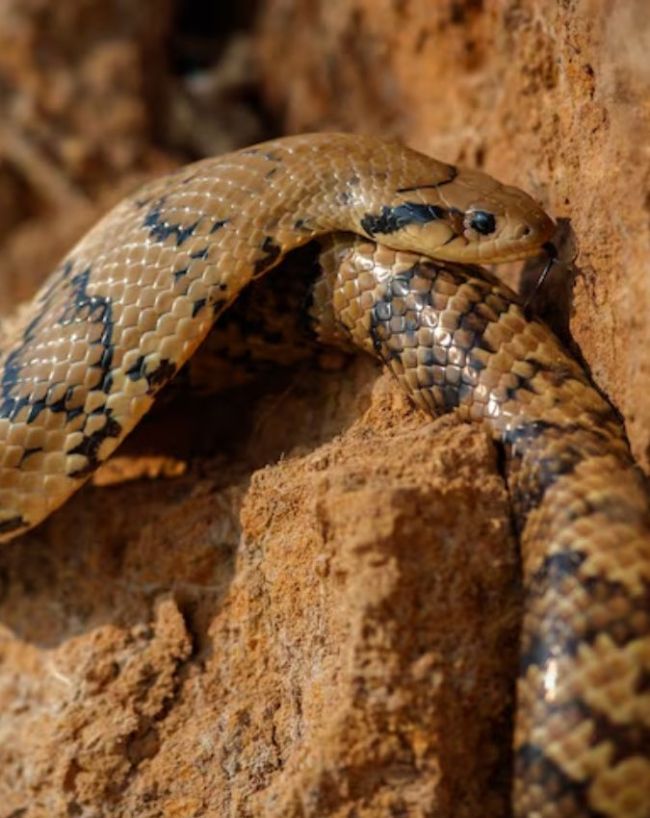 Snake Bite Myths-1-2-3-4-5-6