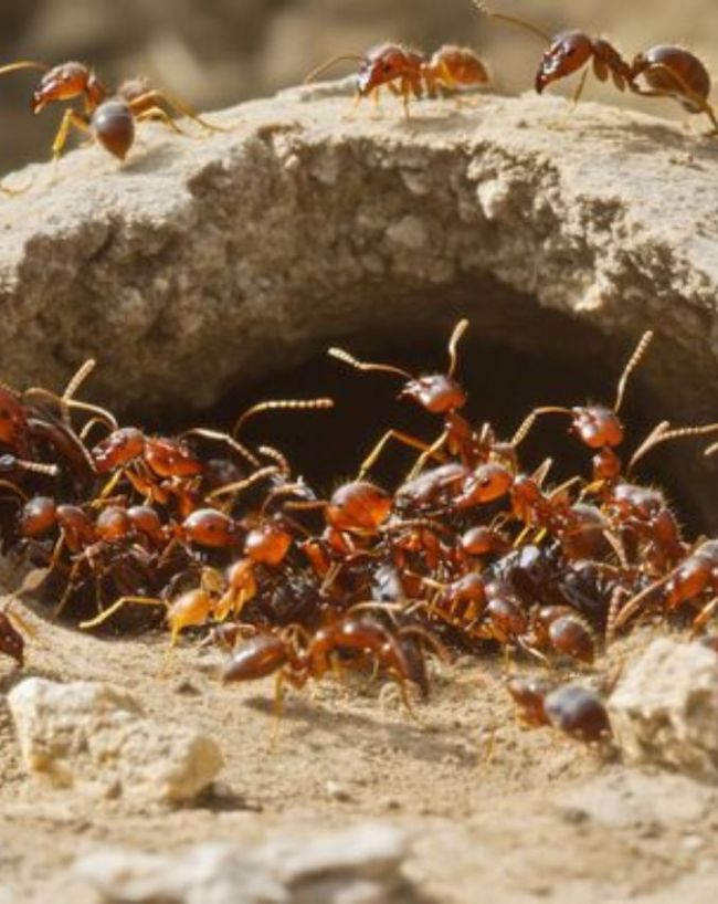 Brazil Underground ant city-1-2-3