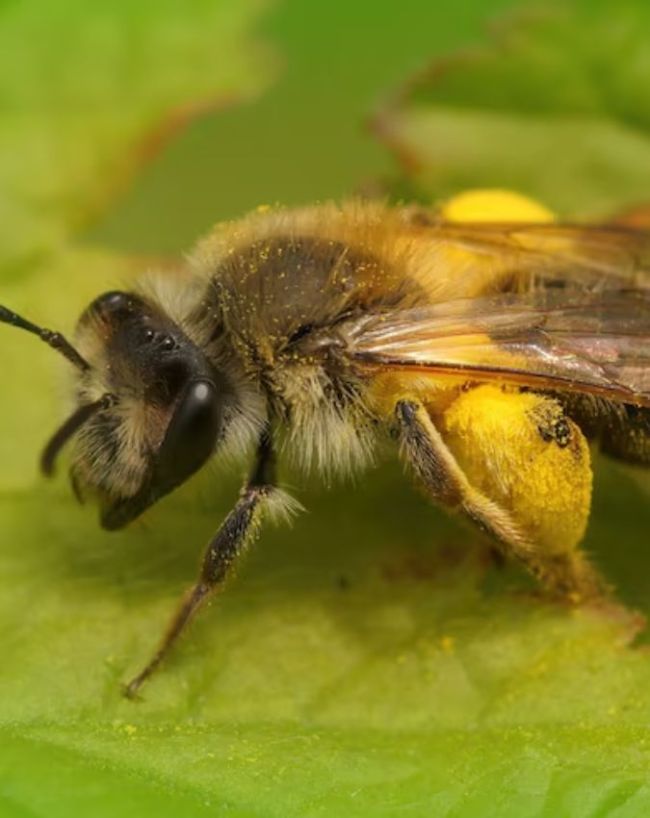 World Bee Day-1-2-3-4