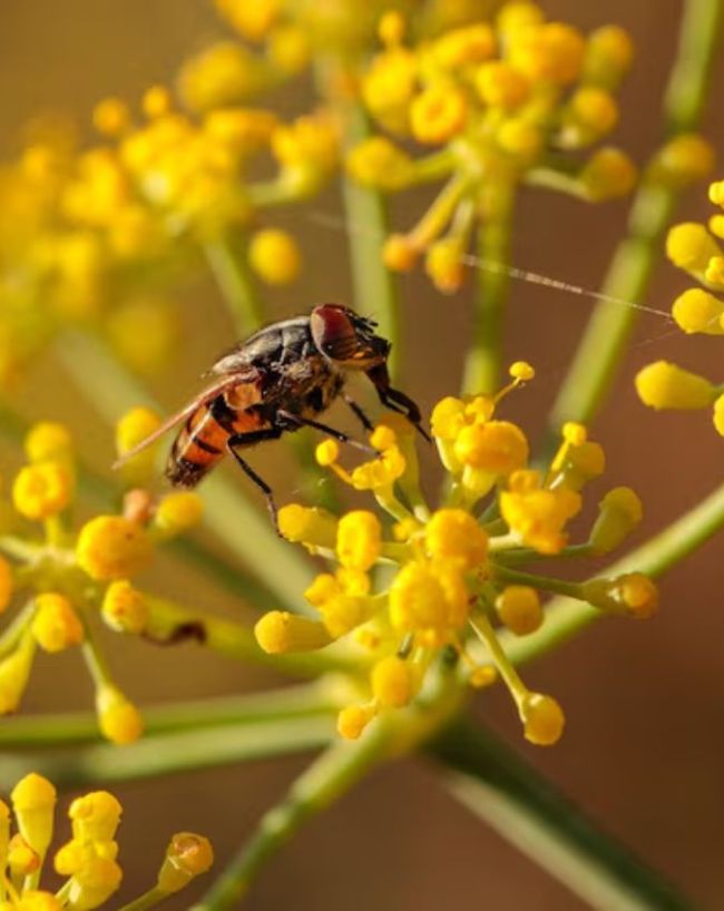 World Bee Day-1-2-3-4-5
