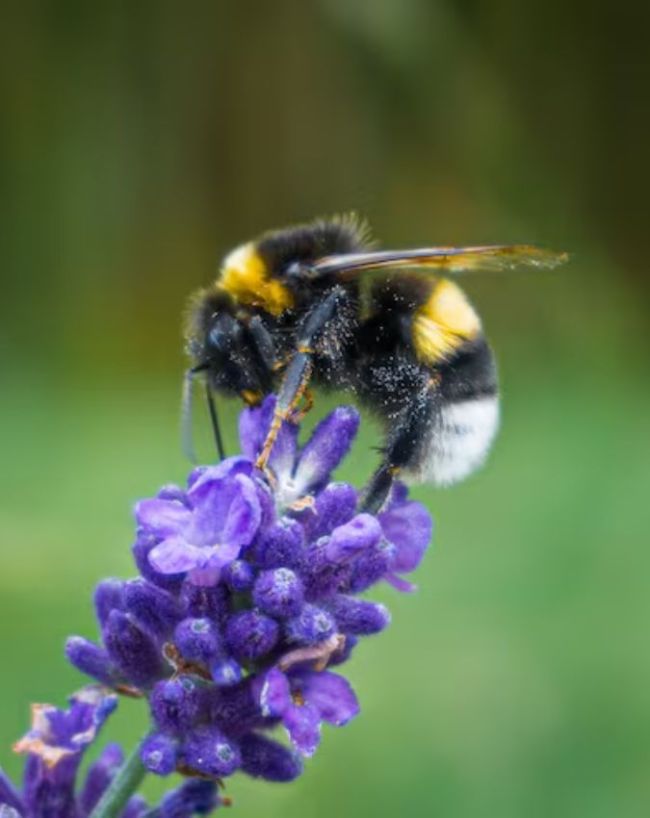 World Bee Day-1-2-3-4-5-6-7
