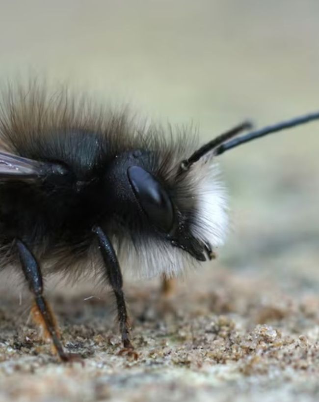 World Bee Day-1-2-3-4-5-6-7-8