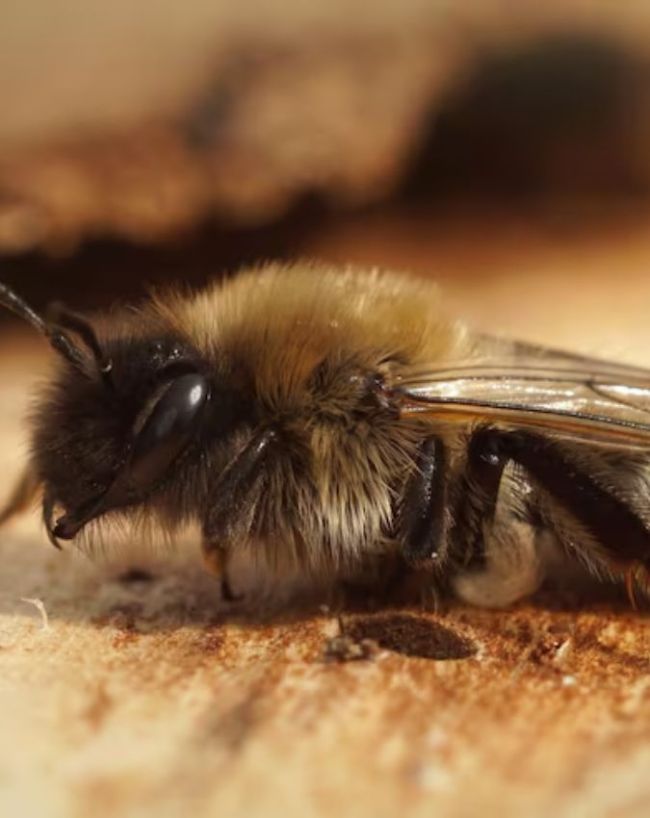 World Bee Day-1-2-3-4-5-6-7-8-9