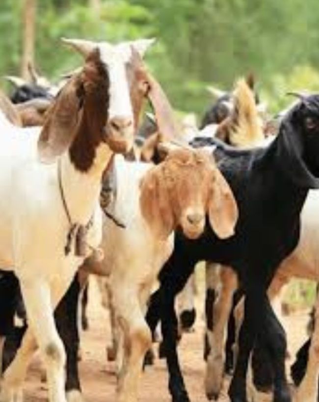 bakrid delhi new guidelines-1-2-3-4