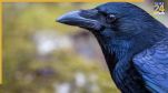 Crow Lifespan