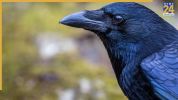 Crow Lifespan