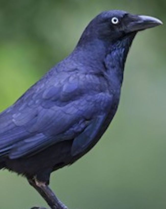 Crow Lifespan-1-2-3-4