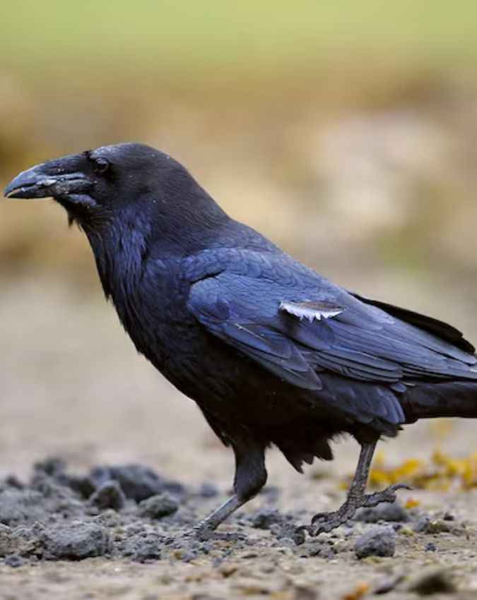 आखिर कितने साल जीते हैं कौवे?