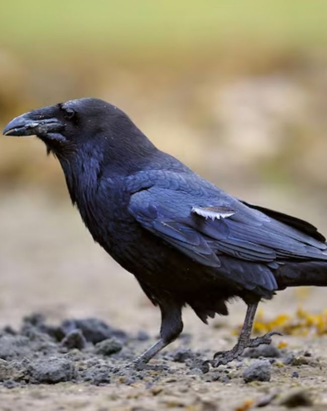Crow Lifespan-1-2-3