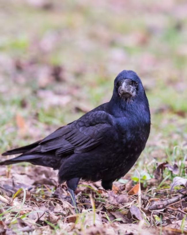 Crow Lifespan-1-2
