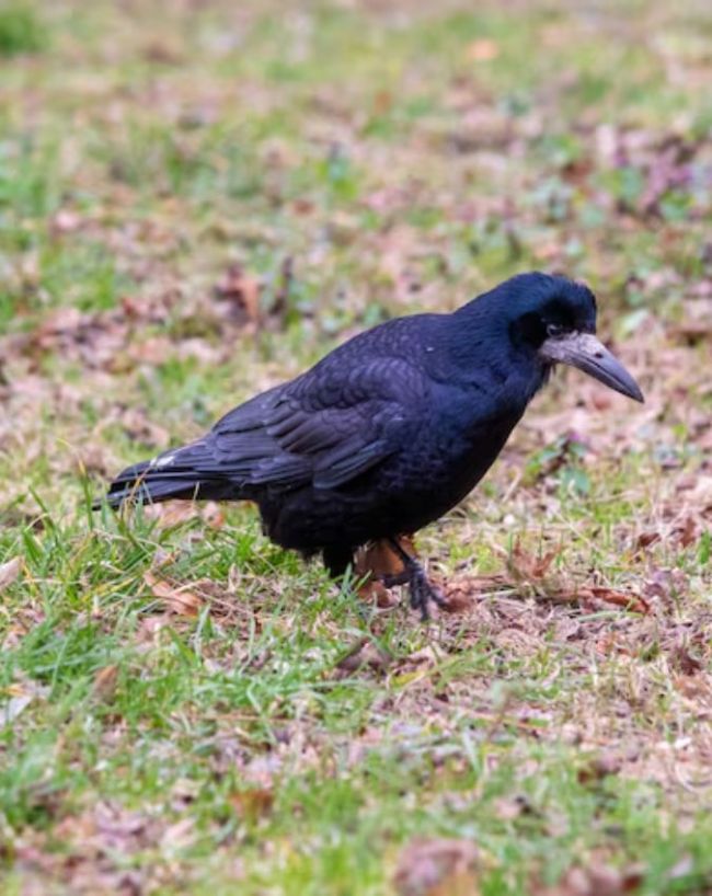 Crow Lifespan-1-2-3-4-5-6