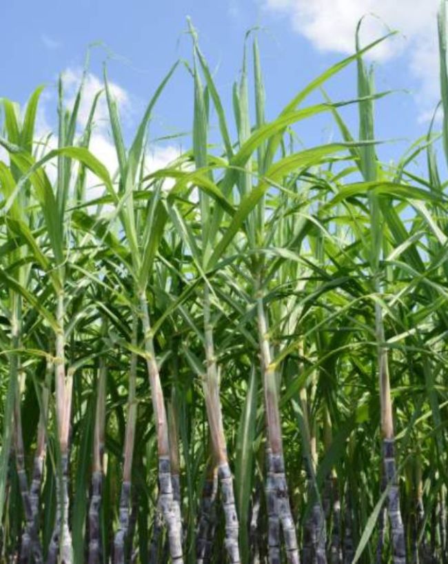 How Much Ethanol Can Be Produced From 1 Ton Of Sugarcane-1-2-3-4