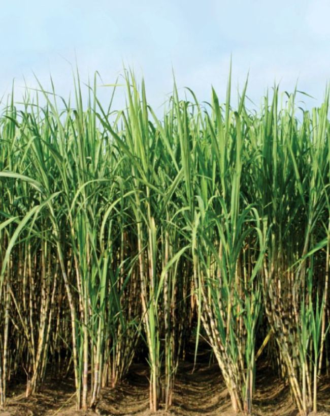 How Much Ethanol Can Be Produced From 1 Ton Of Sugarcane-1-2-3-4-5