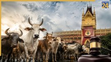 बकरीद से पहले पशु वध पर हाई कोर्ट का बड़ा फैसला, गाय-भैंस को मारना ईद का हिस्सा नहीं