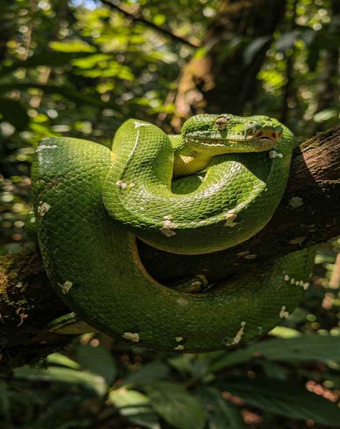 गंध पहचानने वाली सुपर पावर