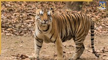 तेंदूपत्ता तोड़ने गईं 4 महिलाएं, जंगल में घात लगाए बैठा था ‘मौत का बाघ’, चंद सेकंड में उजड़ गए चार परिवार