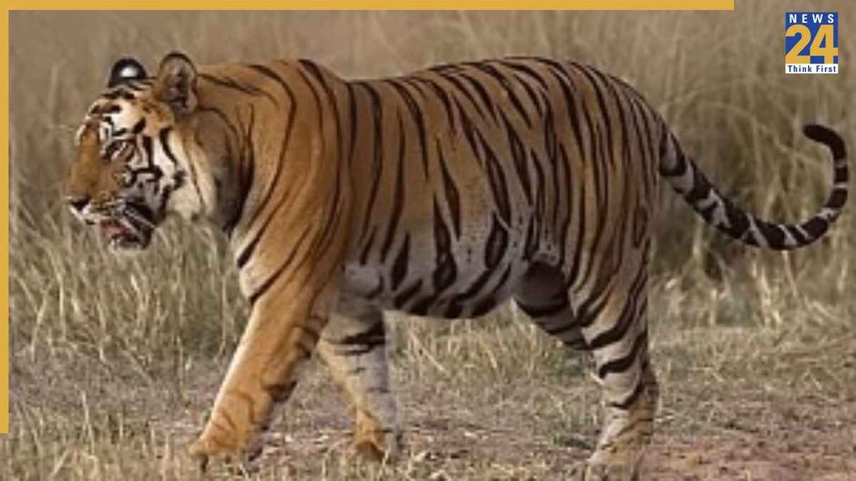 तेंदूपत्ता तोड़ने गईं 4 महिलाएं, जंगल में घात लगाए बैठा था ‘मौत का बाघ’, चंद सेकंड में उजड़ गए चार परिवार