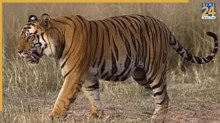 तेंदूपत्ता तोड़ने गईं 4 महिलाएं, जंगल में घात लगाए बैठा था ‘मौत का बाघ’, चंद सेकंड में उजड़ गए चार परिवार
