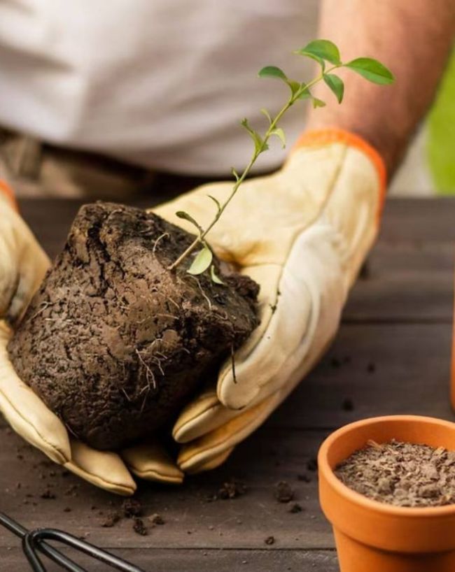 how to prevent plants dry during nautapa-1-2-3