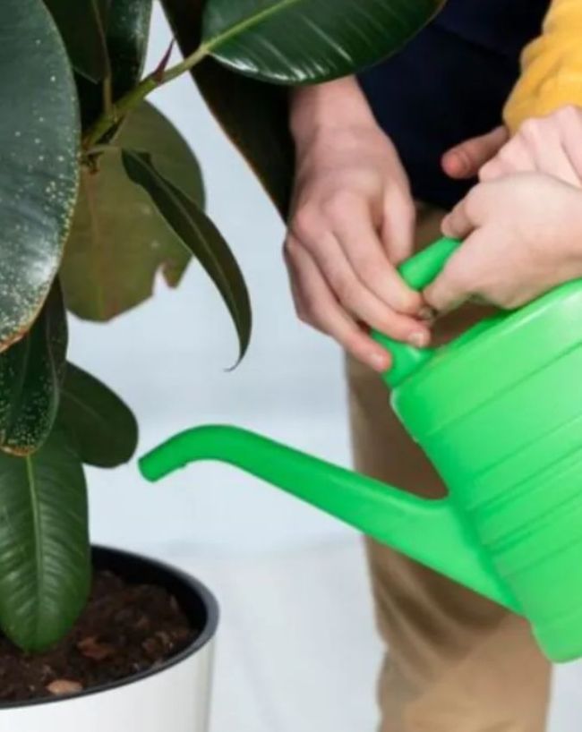 how to prevent plants dry during nautapa-1-2