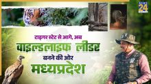 जंगल में दौड़ने को तैयार मादा चीता, टाइगर स्टेट से आगे अब MP को ‘वाइल्डलाइफ लीडर’ बना रहे सीएम डॉ. मोहन यादव