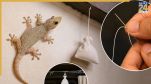 Sui Dhaga Lizards Hacks