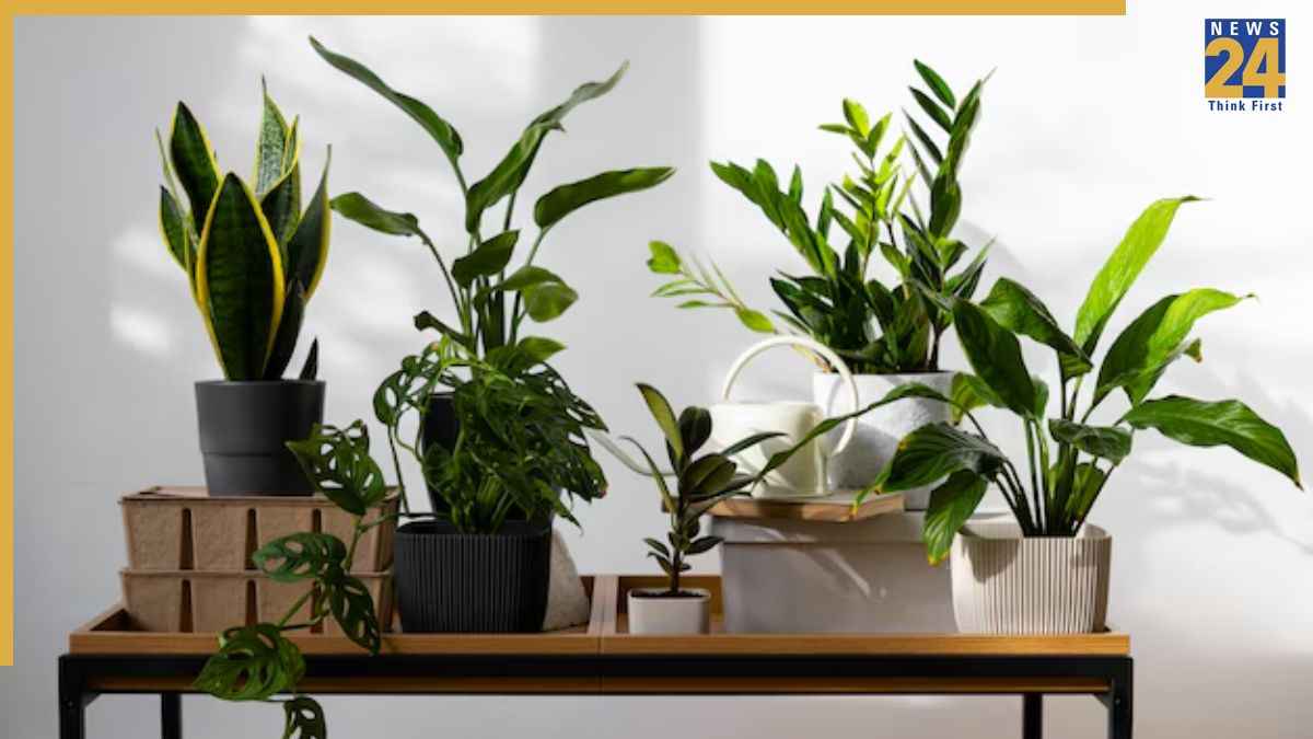 Plants Never Dies