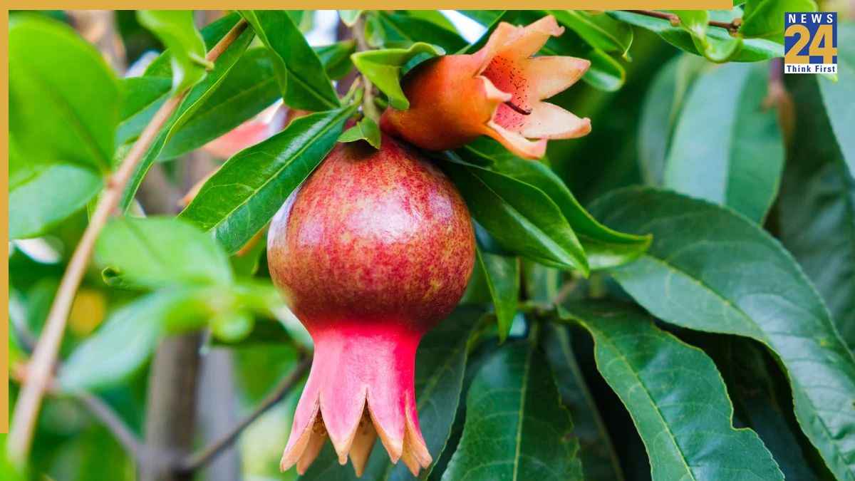 घर पर कैसे लगाएं अनार का मिनी पौधा? यहां जानें स्टेप बाय स्टेप तरीका
