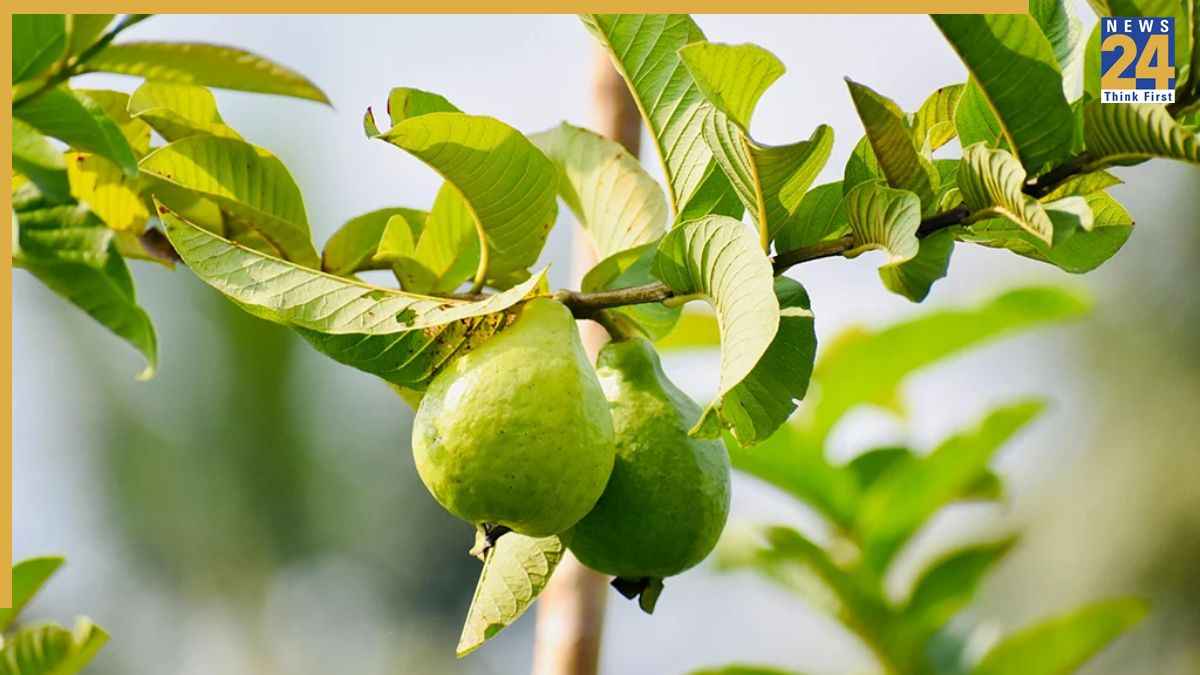 बासी मुंह अमरूद के पत्ते चबाने से क्या होता है? कब्ज से परेशान लोग जरूर जानिए