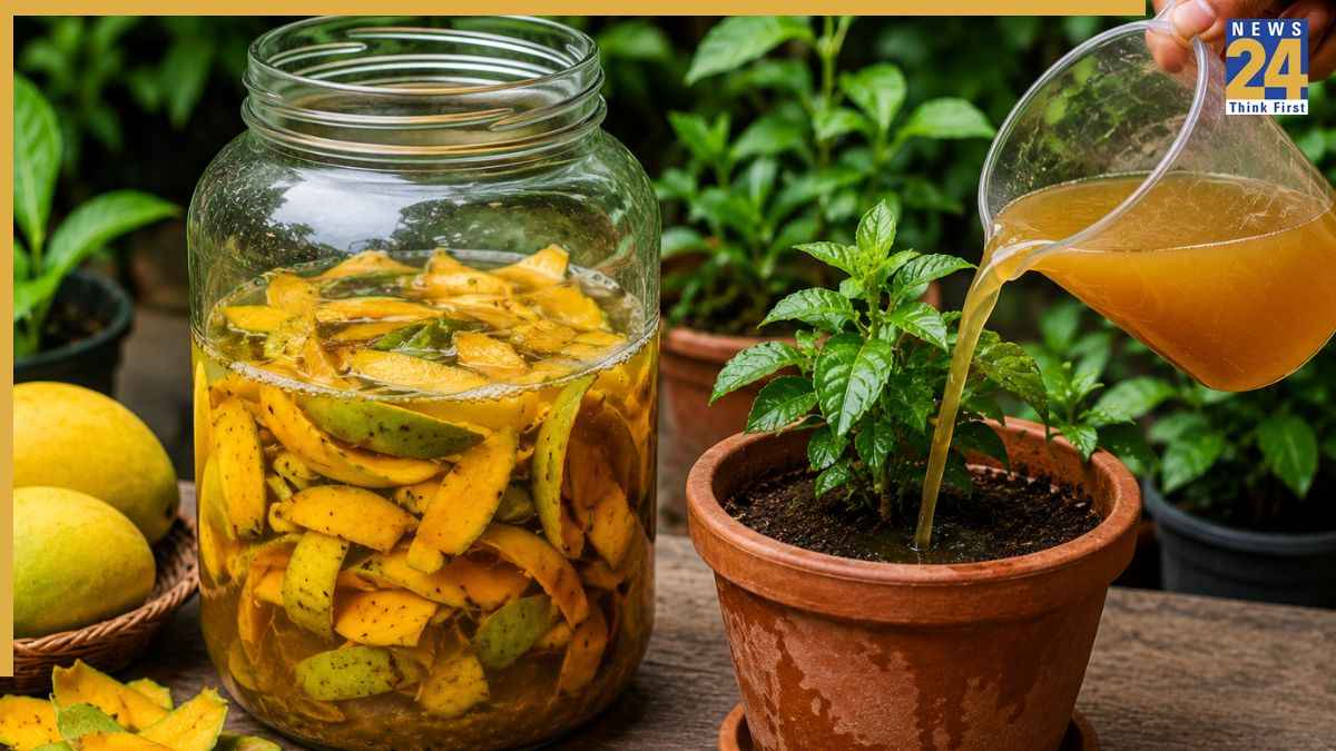 Mango Peel Fertilizer: कचरा नहीं खजाना हैं आम के छिलके! ऐसे बनाएं पौधों के लिए नेचुरल लिक्विड फर्टिलाइजर