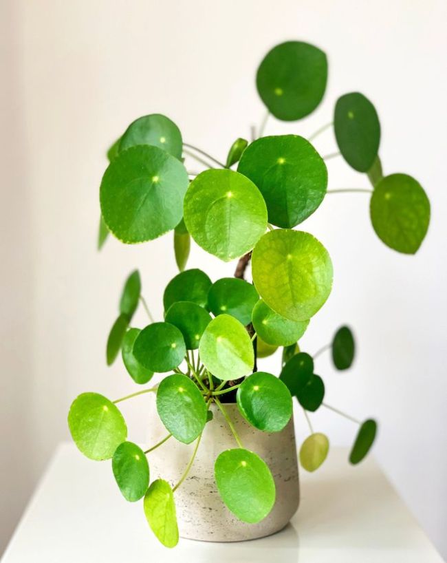 Plants For Bedroom-1-2-3-4-5
