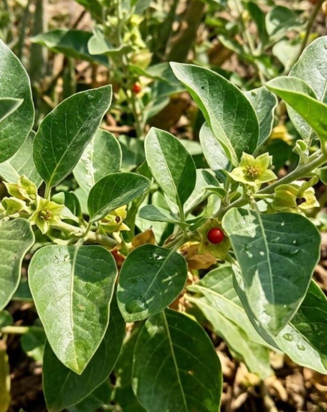 Ashwagandha leaves ban-1-2