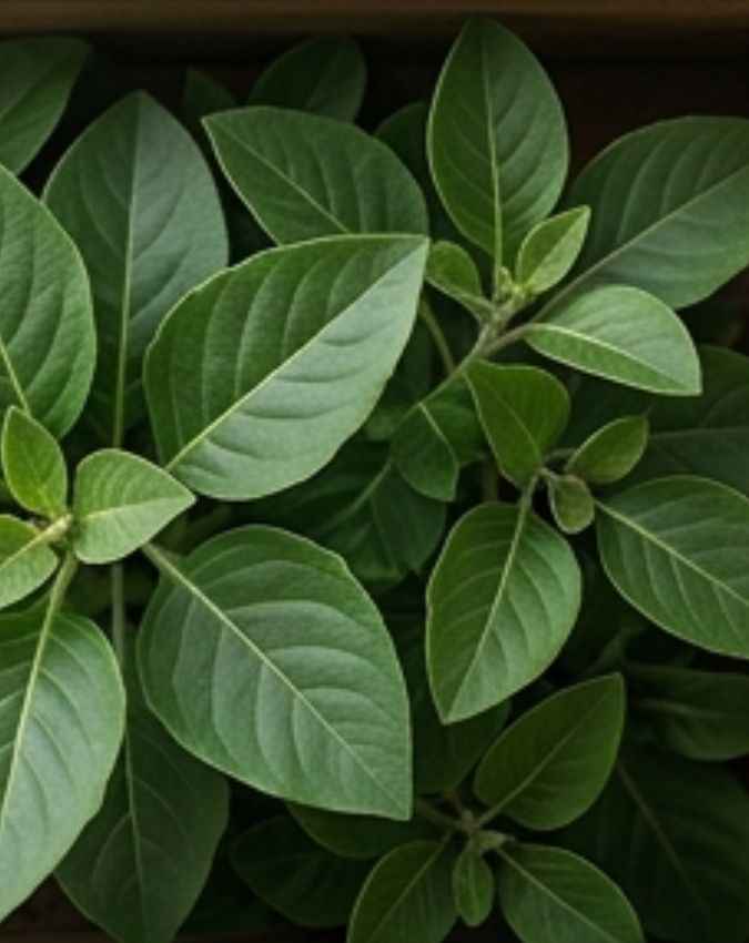 क्या है अश्वगंधा 