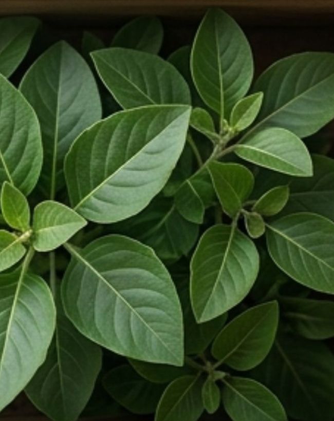 Ashwagandha leaves ban-1-2-3-4
