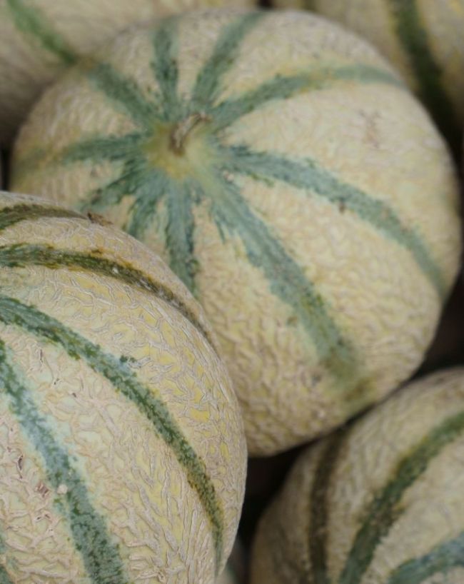 When to avoid muskmelon-1-2-3-4-5-6