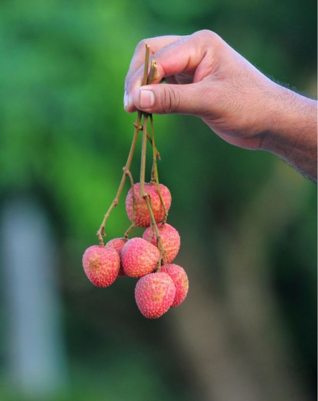 how many lychee in a day-1-2