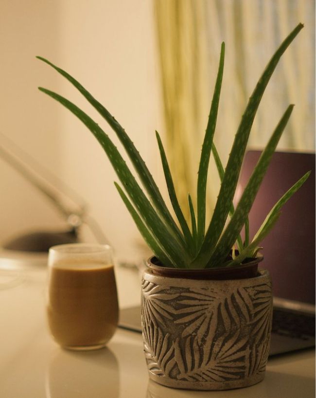 Plants For Bedroom-1-2-3-4-5-6