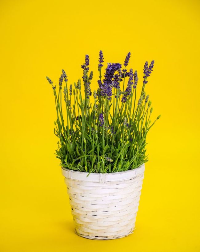 Plants For Bedroom-1-2-3