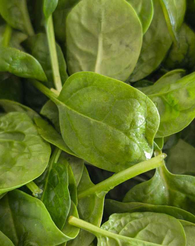 पालक 