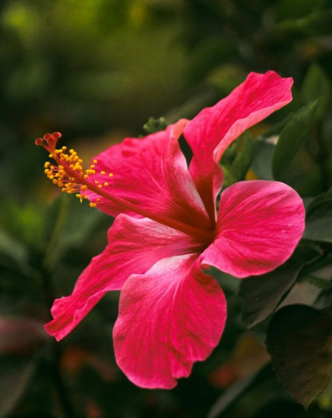 Hibiscus Hair Oil For Hair Growth-1-2