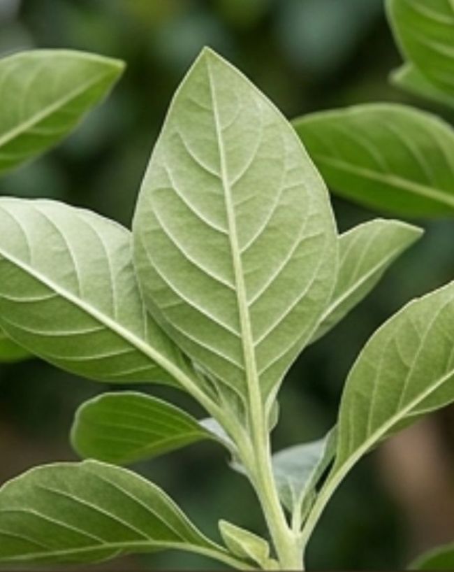 Ashwagandha leaves ban-1-2-3-4-5