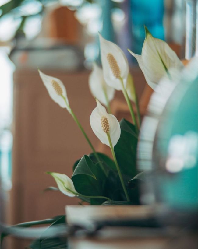 Plants For Bedroom-1-2-3-4