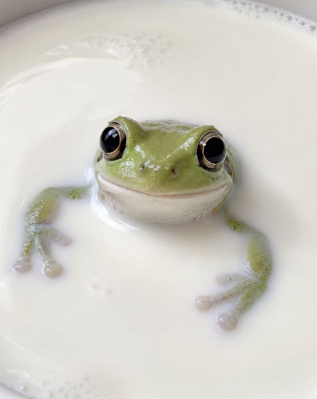 Frogs In Milk Story-1-2-3-4