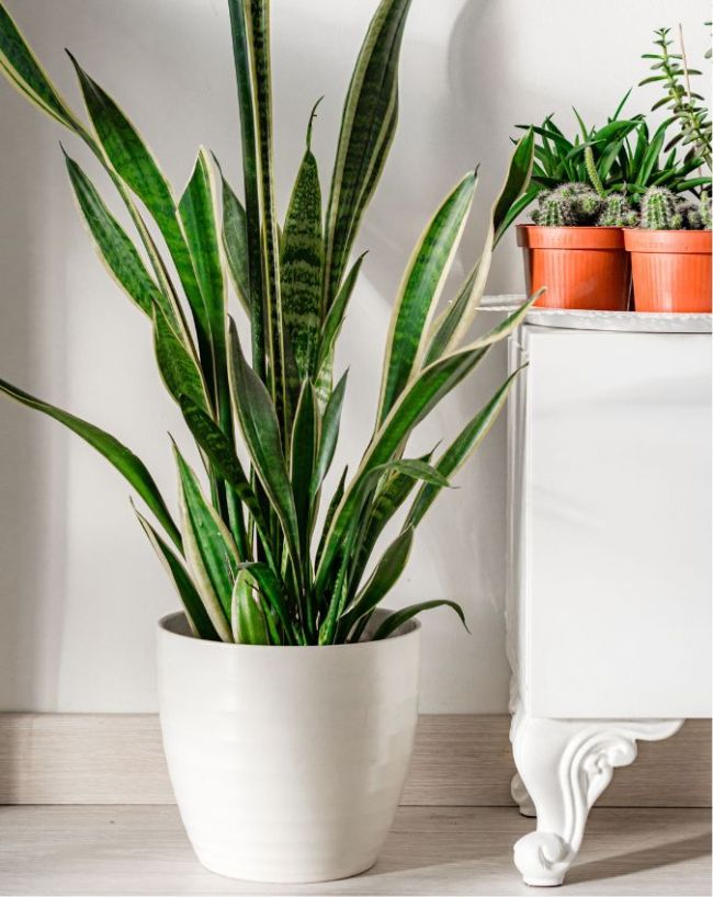 Plants For Bedroom-1-2-3-4-5-6-7